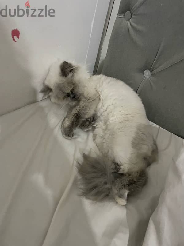 HIMALAYAN PURE CAT 0