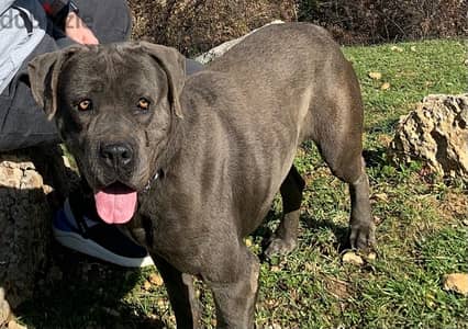 cane corso for adoption