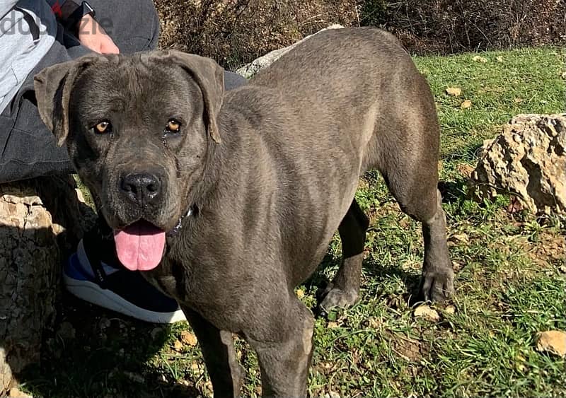 cane corso for adoption 0