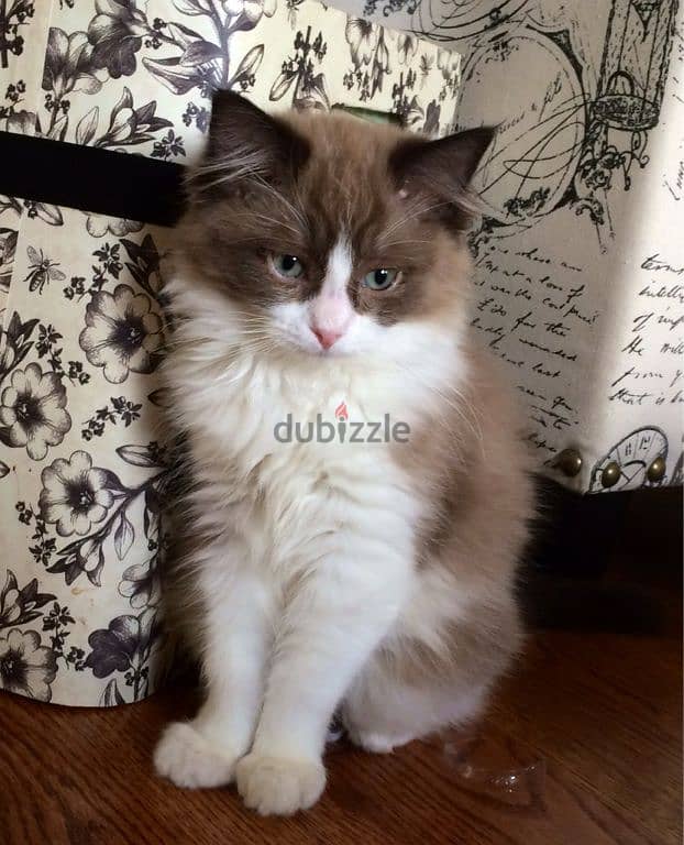 Special Ragdoll Kitten Cinnamon & White Available in store/ cat قطط 0