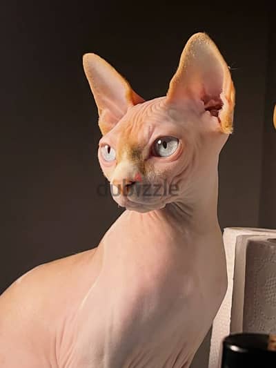 Special Sphynx Kitten Available in Store/ cat قطط