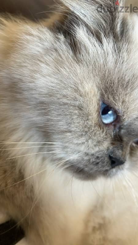 HIMALAYAN PURE CAT 1