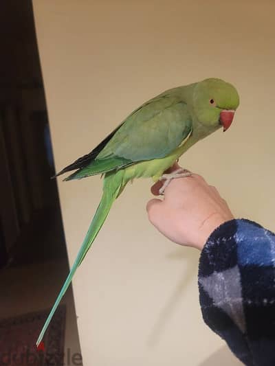 Friendly Tamed Indian Ringneck Parrot ببغاء دره هندي اليف