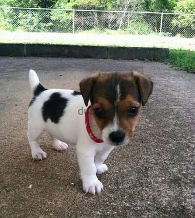 Healthy & cute Jack Russell puppies pure breed Dog/Delivery/ كلب جرو