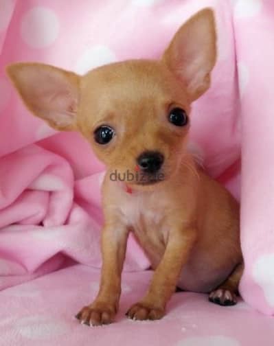 Smallest Mini Pinscher puppies pure breed Dog/ Delivery/ كلب جرو