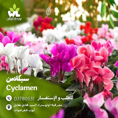 سيكلامن | Cyclamen