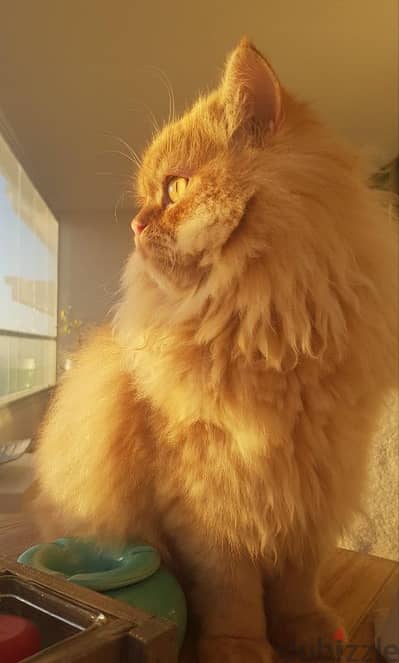 Ginger persian cat and cat accessories. قط بيرجان مع أغراضه