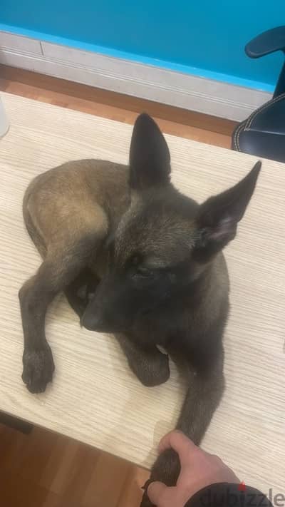 malinois puppy 5 months vaccinated