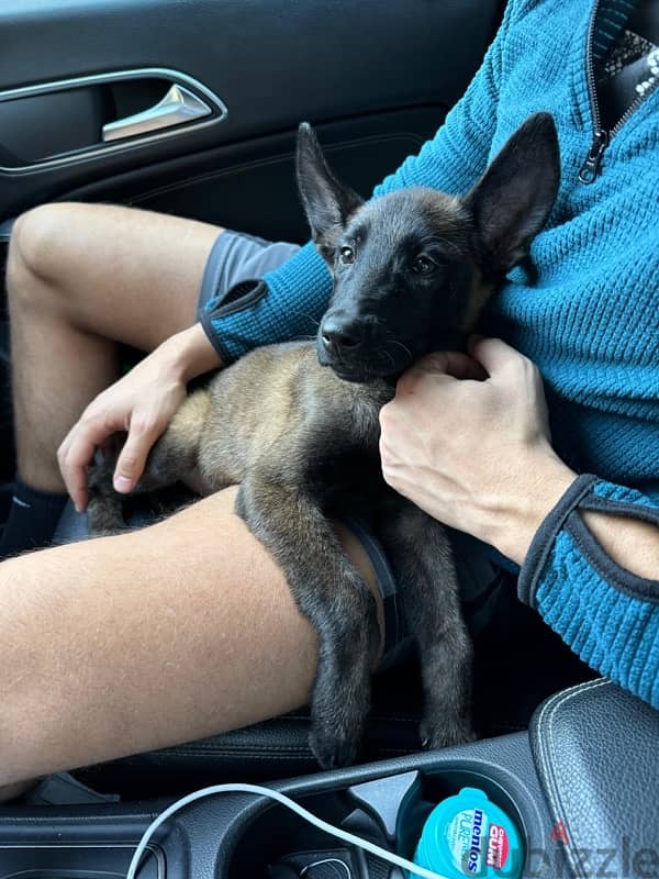 malinois puppy 5 months vaccinated 1