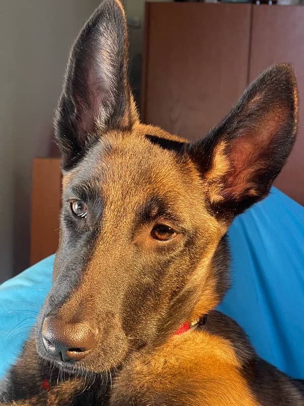 malinois puppy 5 months vaccinated 3