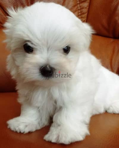 bichon maltais