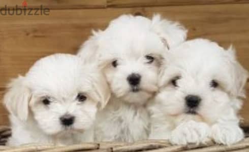 bichon maltais