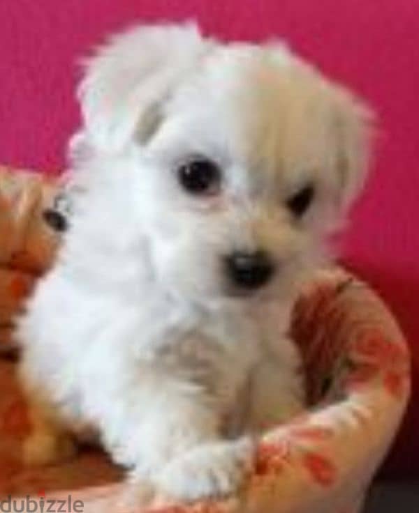 bichon maltais 1