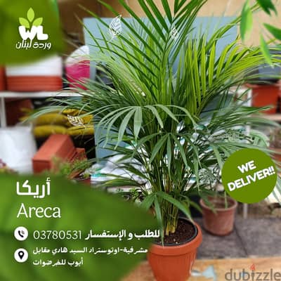 أريكا | Areca