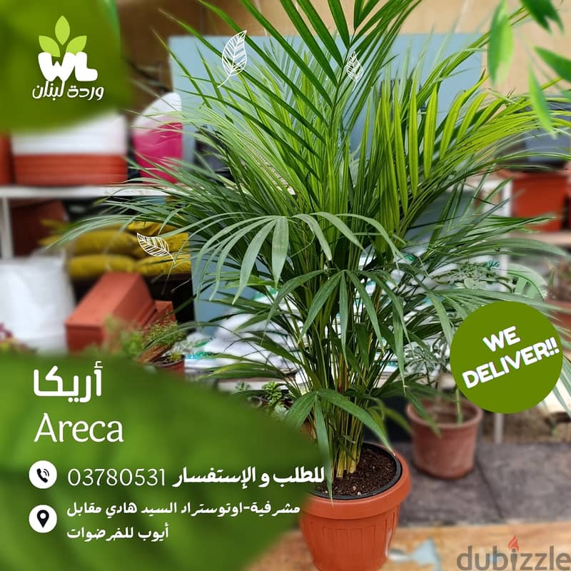 أريكا | Areca 0