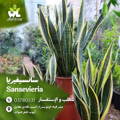 سانسيفيريا | Sansevieria