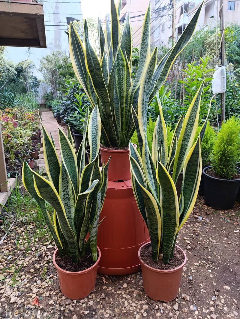 سانسيفيريا | Sansevieria 1