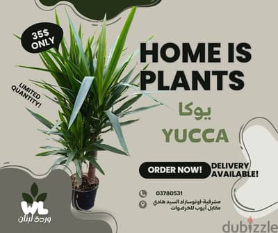 يوكا | Yucca