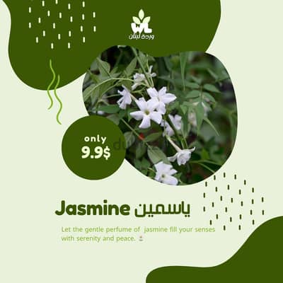 ياسمين | Jasmine