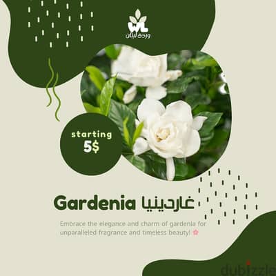 غاردينيا | Gardenia