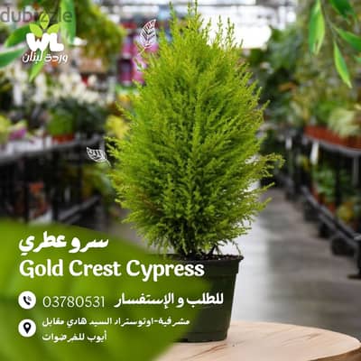 سرو عطري | Gold Crest Cypress