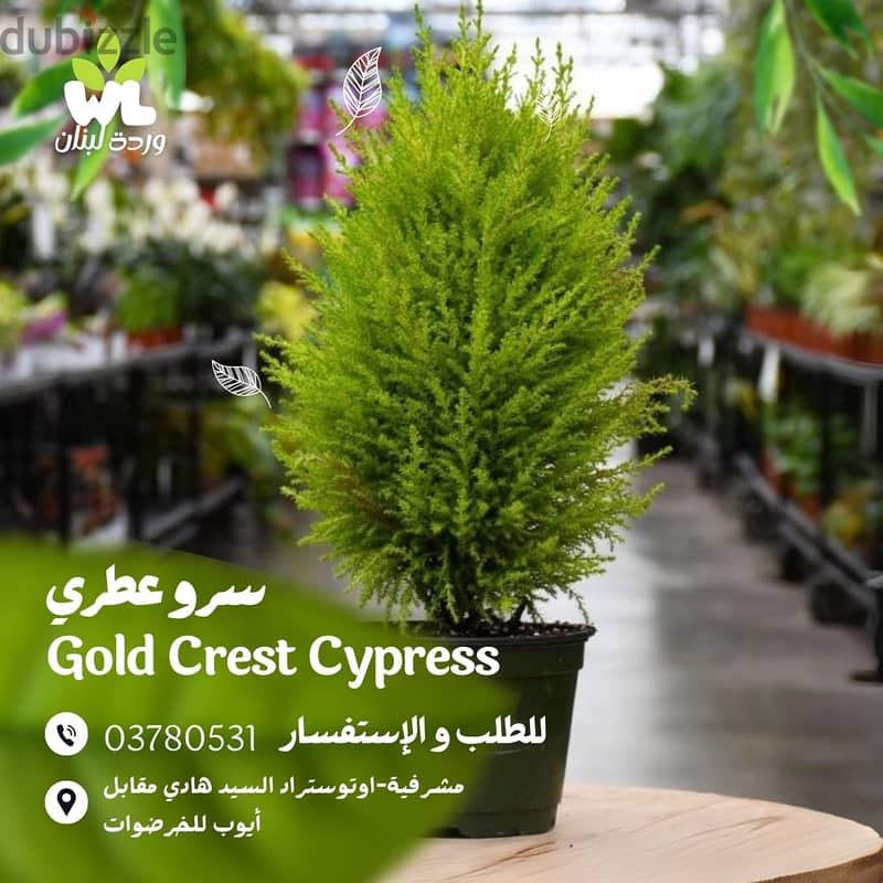 سرو عطري | Gold Crest Cypress 0