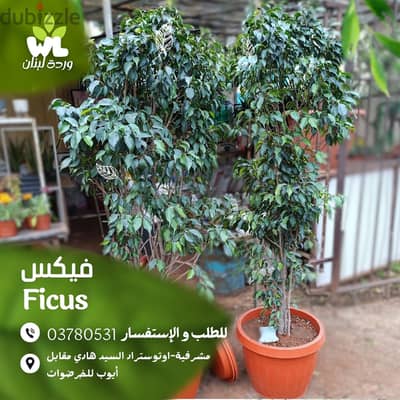 فيكس | Ficus