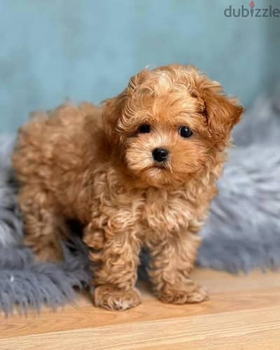 maltipoo