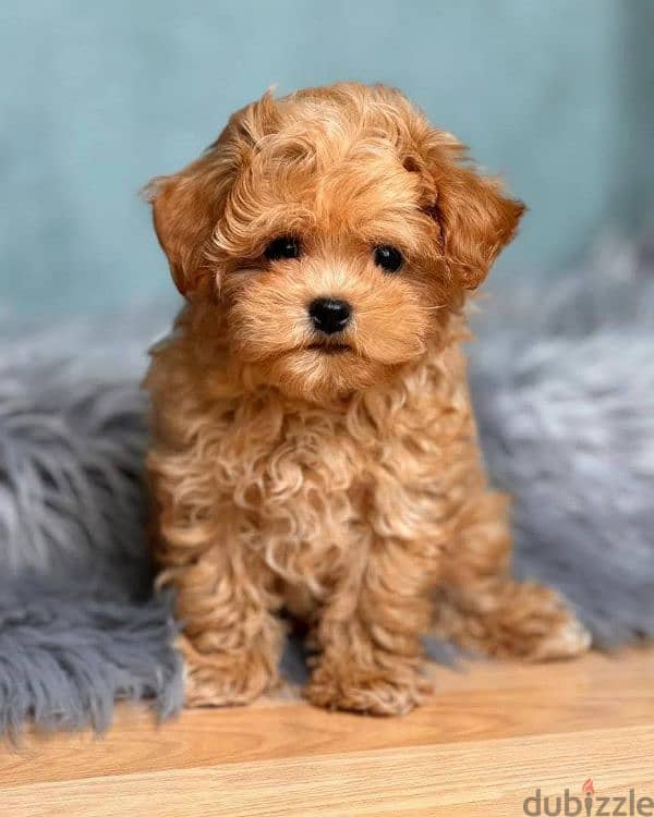 maltipoo 1