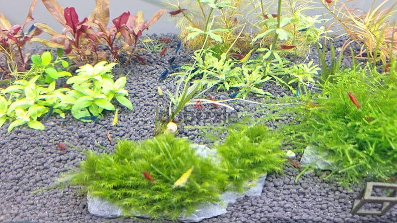 shrimps . betta. gurami . zebra . swordtail 4