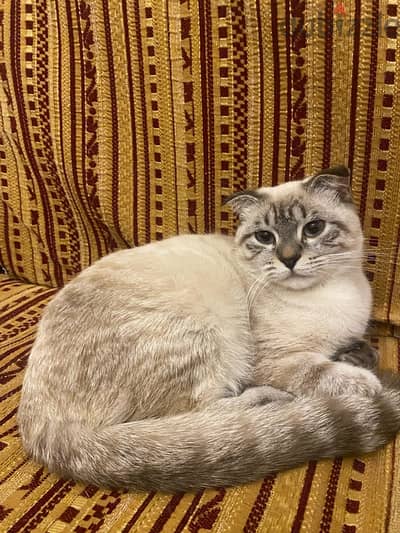 Scottish-Ragdoll Mix Cat for Sale