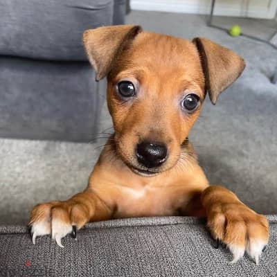 Charming Miniature Pinscher Puppies - Available in Store - Delivery