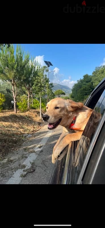 Golden Retreiver for sale 1