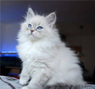 Ragdoll Kitten imported