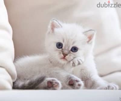 blue eyes British Shorthair Silver Kitten