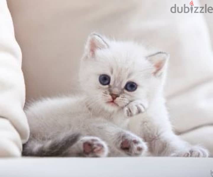 blue eyes British Shorthair Silver Kitten 0