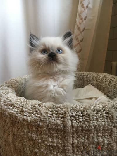 Himalayan Kitten + delivery