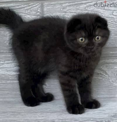 Scottish fold