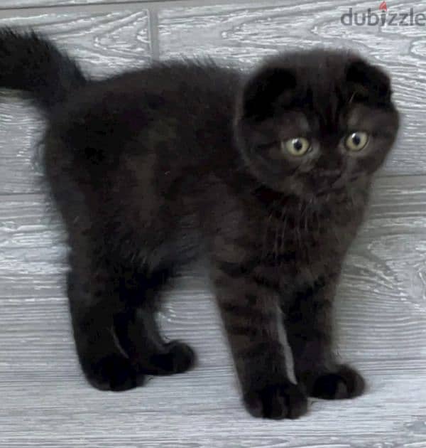 Scottish fold 0