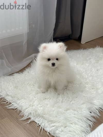 Adorable Pomeranian Puppies/Available in Store/ Imported/High Quality