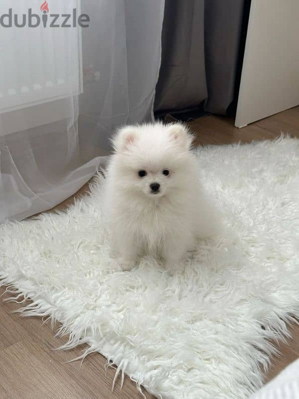 Adorable Pomeranian Puppies/Available in Store/ Imported/High Quality 0