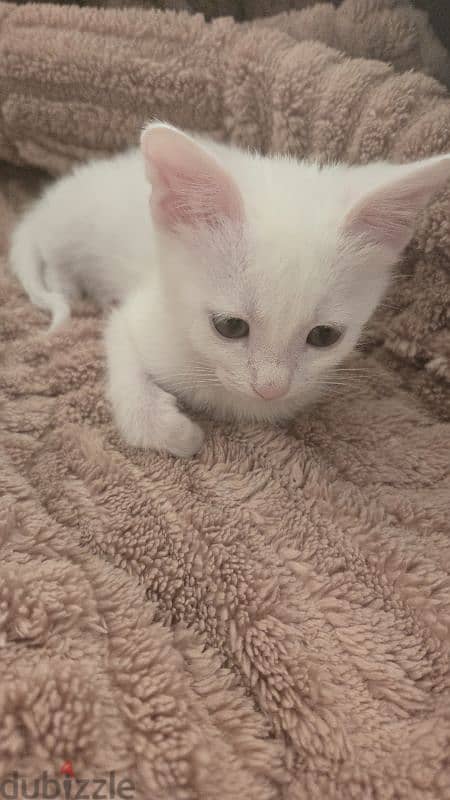 white cat 1