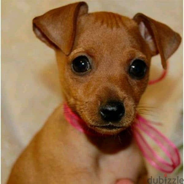 Adorable Miniature Pinscher Puppies- Ready for Their Forever Home!! 0