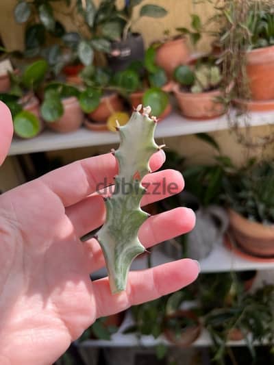 Euphorbia Ghost cutting