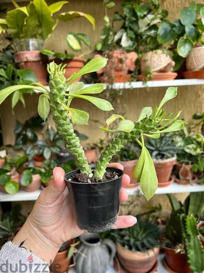 Euphorbia succulent