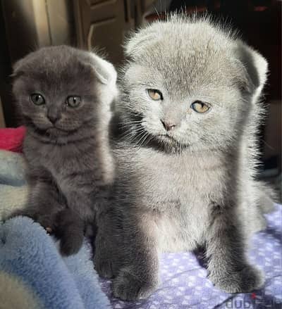 pure Scottish and British kittens HIGHT QUALITY