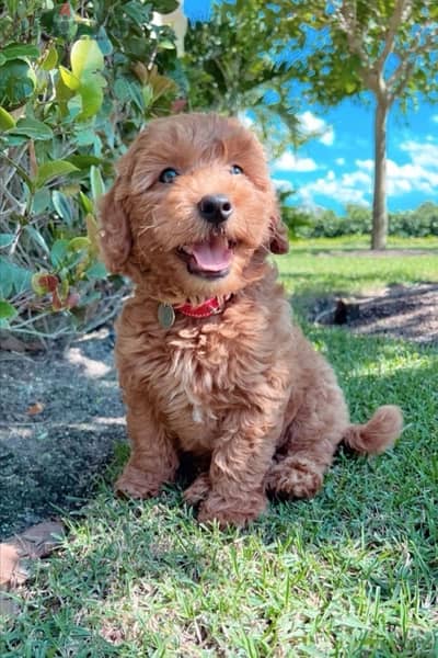 Cute Mini Goldendoodle puppy imported dog/ كلاب / DELIVERY available