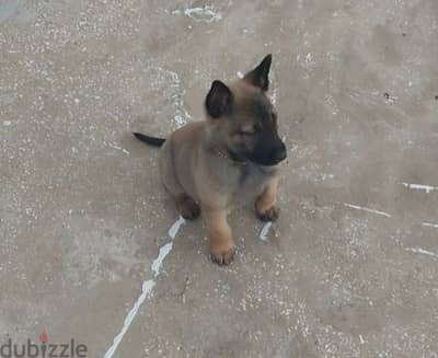 Belgium Malinois pupy