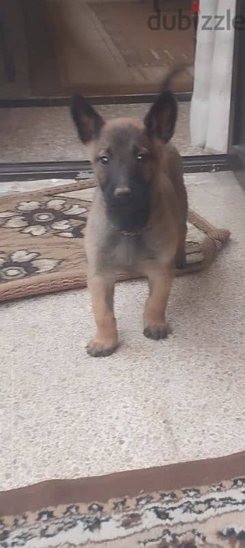 Belgium Malinois pupy 2