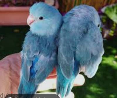 parrotlet